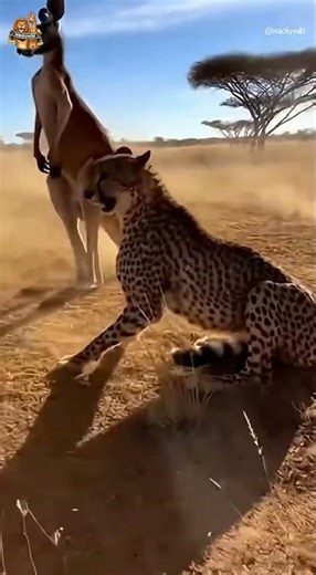 치타와 캥거루의 대치 Kangaroo’s Powerful Kick During a Standoff with a Cheetah#cheetah #kangaroo #wildlife