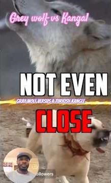 Grey 🐺 wolf vs Turkish Kangal #greywolf #turkishkangal #kangal_sohel_jonto #kangaldogs#wolffight