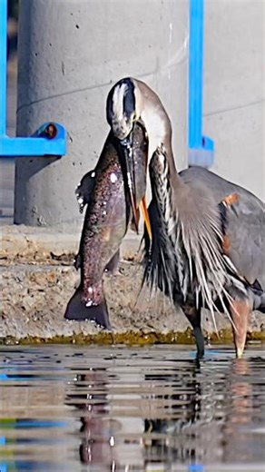 Too huge to swallow? Great blue heron #birds #birdofprey #wildlife #fishing #birdwatching #trout
