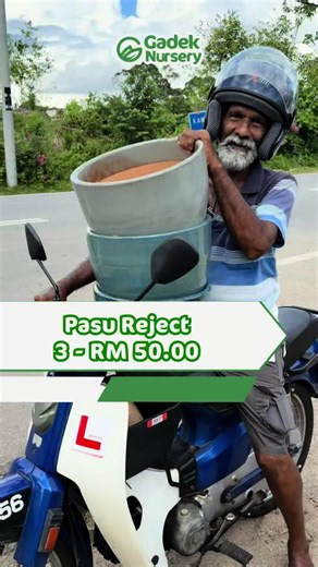 Nak cari pasu tanah liat MURAH ✨ Sekarang di Gadek Nursery Alor Gajah ada OFFER. - 1 pasu : Rm 18 - ⁠3 pasu : Rm 50 Sangat berbaloi dan murah. Ada pelbagai jenis bentuk dan warna. Jom borong pasu di Gadek Nursery Alor Gajah Melaka #pasumurah #pasutanahliat #pasu #gadeknursery #gadeknurseryalorgajahmelaka
