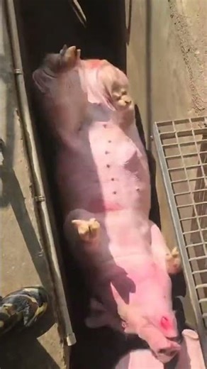 Funniest Pig Loading Ever! 🐷 This Lazy Pig Isn’t Having It!