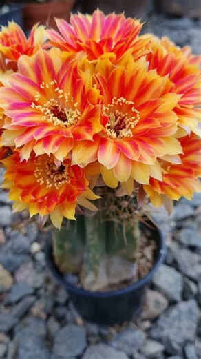 More Born to be Wild #cactus #flowers #nature #gardening #cactusjerk