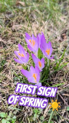 Spring Is Starting… 🌸 Early Crocus Appears
