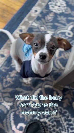 What did the baby corn say to the mommy corn? #dogvideos #charliethechiweenie #funnydogvideos #joke #cutedog
