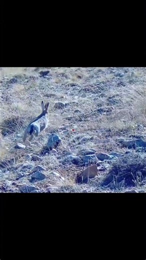 Fast Rabbit Down – Shotcam Action in the Field #wildlife #huntinglife #g4outdoors #huntgear #rabbit
