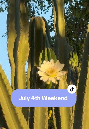 A long weekend full of early runs, shiba snuggles, ice cream dates, meal prep, and making my own crunch wrap supremes. #crunchwrapsupreme #crunchwrap #july4th #longweekend #shiba #shibainu #shibatok