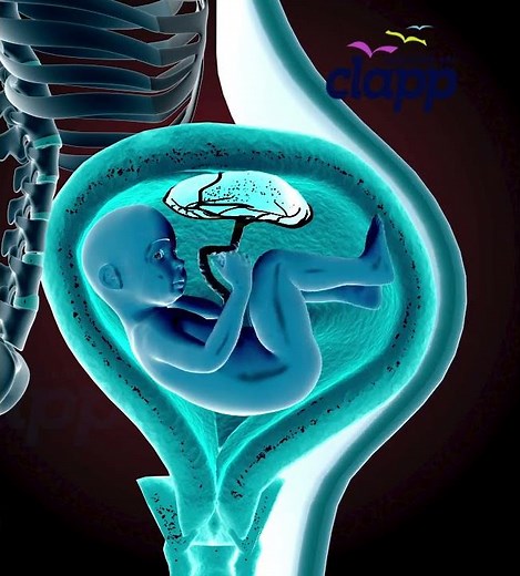 What is a Baby Actually Doing Inside the Womb? (3D Animation)