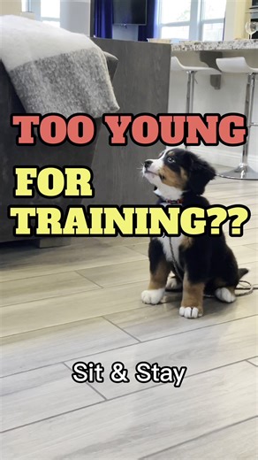 LISTEN TO MEEEE. 👂🏽Your puppy is READY FOR TRAINING NOW. The DAY YOU BRING THEM HOME 💯So let’s gooo!!! #puppytraining #puppytips #puppies #bernesepuppy #bernesemountaindoglovers | Leader Of The Pack K9 Training