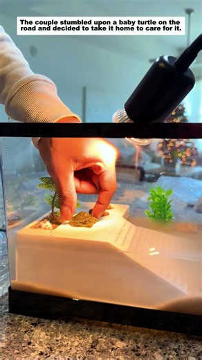 The couple stumbled upon a baby turtle on the road and decided to take it home to care for it.