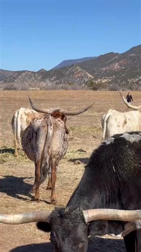 89K views · 1.6K reactions | My Ranch hand gettin the stare down . #ranchtok #fblifestyle #farmlife #texaslonghorns #1 #ranch #farmtok #ranchlife | Linda Lapierre | Facebook
