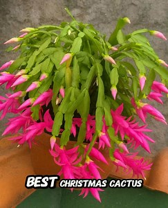 Best Christmas Cactus Colors That Capture the True Spirit of Christmas 👇👇 | Garden Tricks