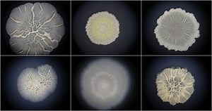 Bacterial Biofilms Can Take on Some Animal-Like Characteristics | Microbiology