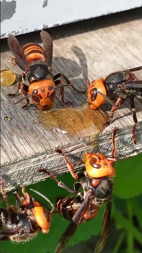 Giant Hornets Distracted by Honey, Forget to Attack Japanese Honeybees
