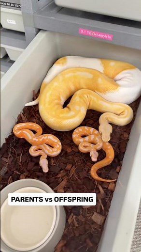 Ball Python Battle: Parents VS Offspring🔥🐍