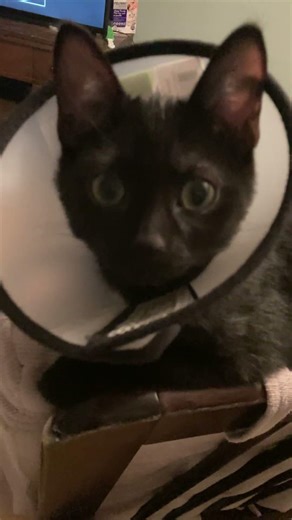 Cute kitten Cinder likes to squeak at me