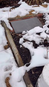 I have two Great Danes… 😳 But that isn’t too intimidating for composting worms. 🪱 I toss dog poop and kitchen scraps into a buried worm bin to turn it into to ultra rich fertilizer! Worm castings are the absolute gold standard. It doesn’t smell and takes a week! I have red wigglers from @unclejimswormfarm and a separate worm bin in my veggie garden. It’s important you don’t use pet waste compost on edible gardens. But they can turn up to 8.5 POUNDS of kitchen scraps/dog poop into compost EVERY