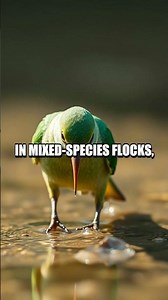 Whispers of the Coral-crest Parrotlet