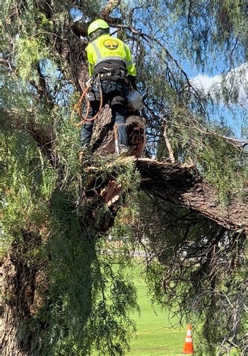 #LTC #Lucerotreecare #treeremoval #california