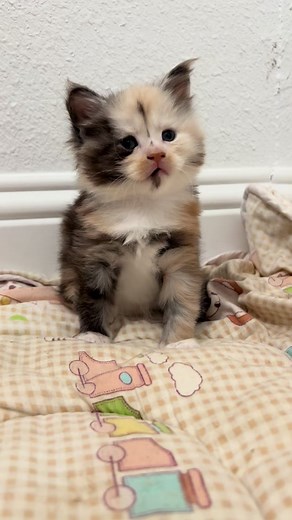 4 week old Calico Maine Coon 🥹🩷🎄#mainecoon #fyp #kitten #furyou #foryou #cat