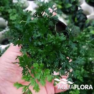 The small Bolbitis heteroclita 'Difformis'. We have used it in the past on our Magical Tree, a tree scape exhibition tank shown at Interzoo 2016. If you intend to create a tree scape, you should give it a try! #Aquaflora #Aquascaping #planted #aquarium #aquatic #plant #freshwater #plantedtank #aquascape #plantedaquarium | Aquaflora