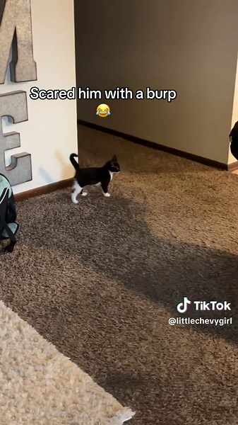 Shocked Cat Reacts to Loud Burp