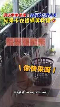 調皮柴柴搞事！偷跑出去想回家 結果卡在鐵網等救援🤣｜觸咪 #shorts ‪@Truemii‬