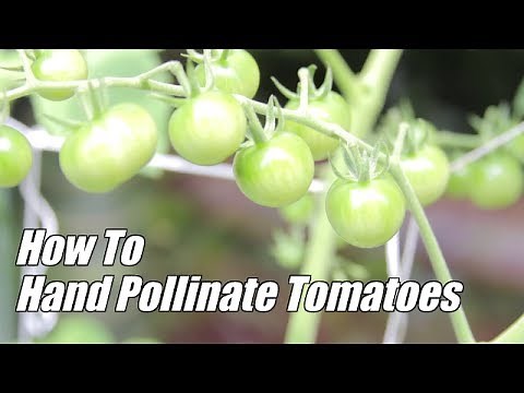 How To Hand Pollinate Tomatoes