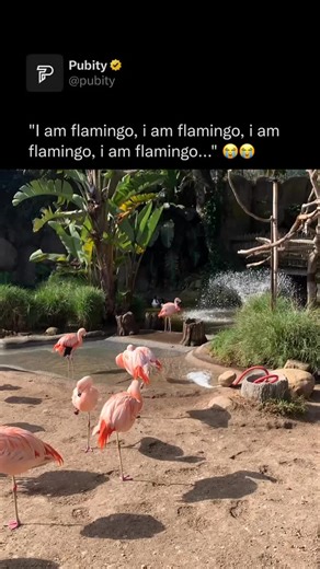 Pubity on Instagram: "😭 Flamingos sleep while standing on one leg, often tucking their head into their feathers to conserve body heat and rest their neck. This posture helps them maintain balance with minimal muscle effort, thanks to a locking mechanism in their leg joints. They can also sleep while floating on water, but standing allows them to stay safer from predators and more stable in windy or shifting environments. (Andrew Miller via ViralHog) #wildlife"