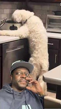 Comedian Shuler King - The Dog Is Eating Out Of The Pot