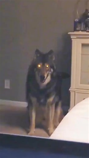 15 reactions |  DOG TRAITOR?❤️ Pet OPENS DOOR to WILD WOLF! #animals #rescue #lovestory #shorts #wolf | Crazy Panda | Facebook
