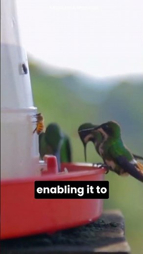 The Incredible Flying Abilities of the Bee Hummingbird