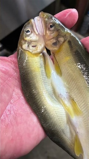 鮎の江戸川干し！ 江戸川区すし 俺の美味いよ 鮨若大将 町すし 江戸川区グルメ 伊東 正樹 鮨 若大将 #japanesefood #food #cooking #shots