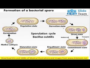 Formation of spores and cysts in bacteria