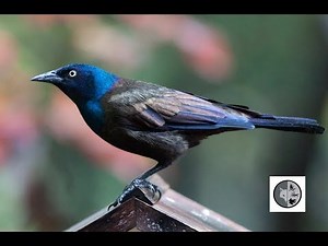 Common Grackle