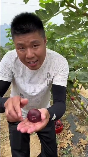 Fresh Natural Figs Farming Harvesting #Agriculture #Fruit #FruitFarming #FruitHarvest #Farmer