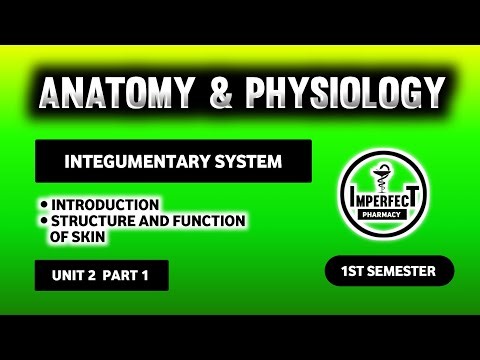 Structure & Function Of Skin | Unit 2 Integumentary System | B Pharm 1st Semester