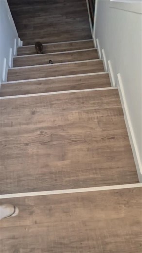 Some of the critters navigate the stairs better than others 😅 | Warrnambool Wildlife Encounters