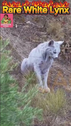 Rare White Lynx Spotted in Spain 🇪🇸 | First Ever Footage! 😱