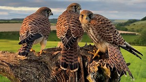 6.4M views · 10K reactions | Watch the magic as all six kestrels find their wings 礪 These young birds were lucky to survive after their nest came under attack, so these moments as they learn to fly and hunt for themselves are really special to watch  #kestrels | Robert E Fuller | Facebook