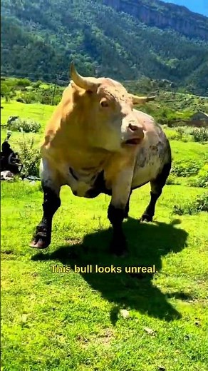 THIS Bull Is Pure Muscle