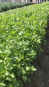 Cultivo de cilantro | Todo sobre huertos