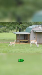 They don't just sell deer; they're also in the semen and embryo business. They can almost guarantee piebald embryos every time they send them out. A fascinating insight into the deer breeding industry! #DeerBreeding #SemenSales #EmbryoTransfer #PiebaldDeer #WildlifeGenetics | Deer Farming