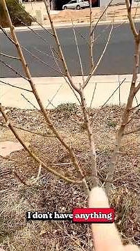 How to prune peach trees - the end result you want!