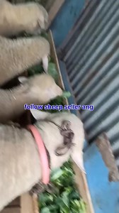 9622667738. Asalamualaikum hope all friends are fine 17 nugs are looking for new home at Hyderpora srinagar 9 ewes 7 lambs 1 male RAM Call him for more details 9622667738. #Ram #ewes #viralreelschallenge Follow sheep seller ang For ADD PROMOTION CONTACT 77808 37312 Thanks to all brothers who support 🙏 ❤️ 💙 💕 | sheep seller ang
