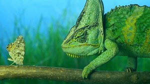 Close-up Elderly Bright Green Chameleon Hunting Stock Footage Video (100% Royalty-free) 1091832613 | Shutterstock