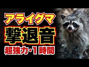【撃退音】アライグマが嫌がる音！モスキート音で追い払う！【超強力】