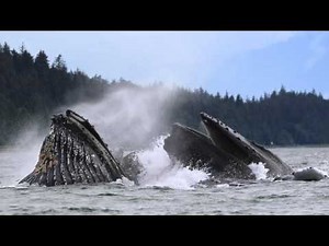 Canon EOS 7D Mark II | SnapShot