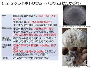 「菌床きのこ栽培における害菌と対策」1.害菌の種類と特徴