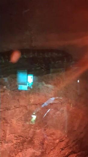 Morelia spilota variegatta