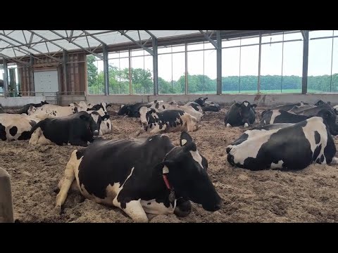 Hot Days for Feeding & Milking Cows